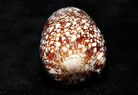 登錄號:007819-00062藏品圖，第6張