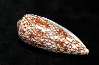 登錄號:007819-00062藏品圖，第8張