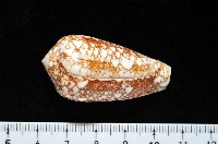 登錄號:007819-00062藏品圖，第10張