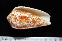 登錄號:007819-00062藏品圖，第11張
