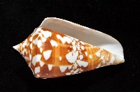 阿瑪迪芋螺藏品圖，第3張