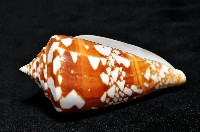 阿瑪迪芋螺藏品圖，第4張