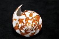 阿瑪迪芋螺藏品圖，第5張