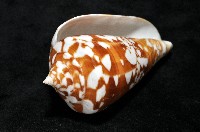 阿瑪迪芋螺藏品圖，第6張