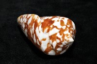 阿瑪迪芋螺藏品圖，第7張