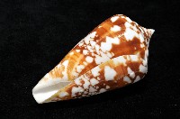 阿瑪迪芋螺藏品圖，第8張