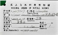 阿瑪迪芋螺藏品圖，第12張