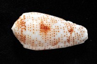 飛蠅芋螺藏品圖，第4張