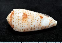飛蠅芋螺藏品圖，第5張