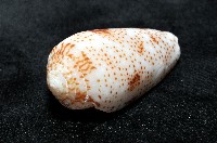 飛蠅芋螺藏品圖，第6張