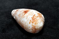 飛蠅芋螺藏品圖，第7張