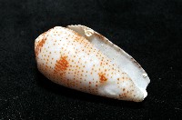 飛蠅芋螺藏品圖，第9張