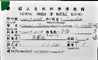 飛蠅芋螺藏品圖，第12張