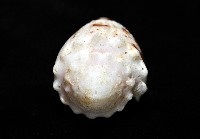 雲朵芋螺藏品圖，第5張