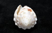 雲朵芋螺藏品圖，第6張