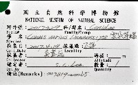 雲朵芋螺藏品圖，第12張