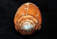 花帶芋螺藏品圖，第7張