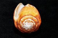 花帶芋螺藏品圖，第8張