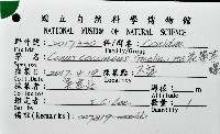 花帶芋螺藏品圖，第12張