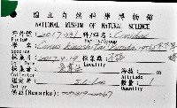 木下芋螺藏品圖，第12張