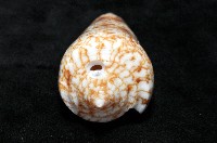海神芋螺藏品圖，第7張
