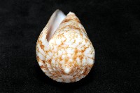 海神芋螺藏品圖，第8張