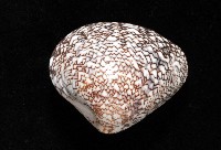 秀美文蛤藏品圖，第3張