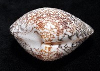 秀美文蛤藏品圖，第4張