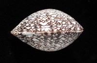 秀美文蛤藏品圖，第5張
