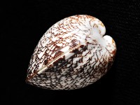 秀美文蛤藏品圖，第7張
