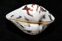 秀美文蛤藏品圖，第9張