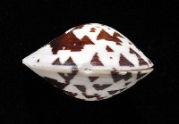秀美文蛤藏品圖，第10張