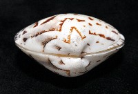 秀美文蛤藏品圖，第14張