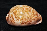 泛紅地圖寶螺藏品圖，第2張