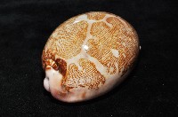 泛紅地圖寶螺藏品圖，第3張