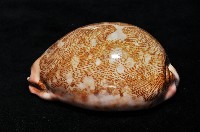 泛紅地圖寶螺藏品圖，第5張