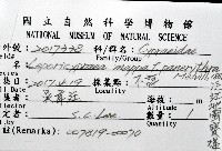 泛紅地圖寶螺藏品圖，第12張