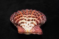 油畫海扇蛤藏品圖，第2張