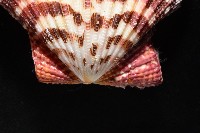 油畫海扇蛤藏品圖，第5張