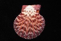 油畫海扇蛤藏品圖，第7張