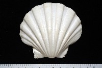 白碟海扇蛤藏品圖，第2張