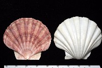 白碟海扇蛤藏品圖，第4張