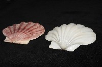 白碟海扇蛤藏品圖，第5張