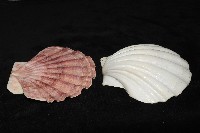 白碟海扇蛤藏品圖，第6張
