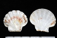白碟海扇蛤藏品圖，第7張