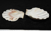 白碟海扇蛤藏品圖，第8張