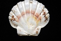 白碟海扇蛤藏品圖，第9張
