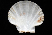 白碟海扇蛤藏品圖，第11張