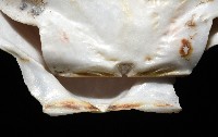 白碟海扇蛤藏品圖，第12張