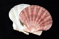 白碟海扇蛤藏品圖，第13張